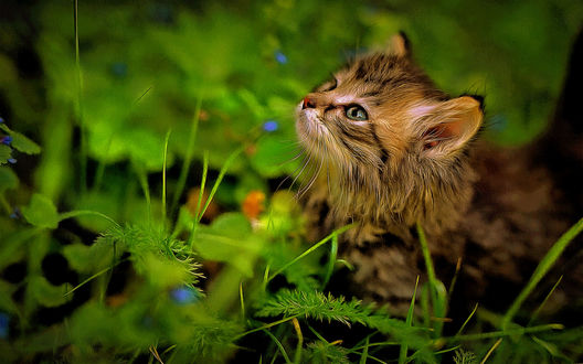 Обои на рабочий стол Котенок в траве, by montag451