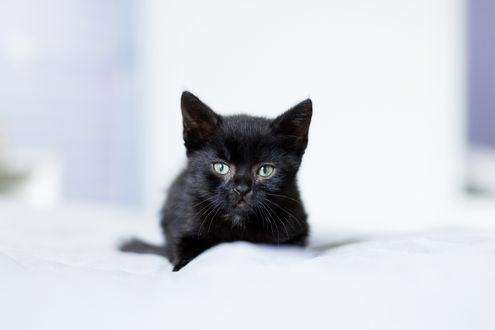 Обои на рабочий стол Черный котенок на белом покрывале