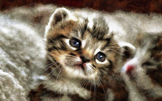 Обои на рабочий стол Милый голубоглазый котенок, by montag451