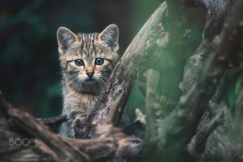 Обои на рабочий стол Европейский дикий кот, фотограф Ondrej Chvаtal