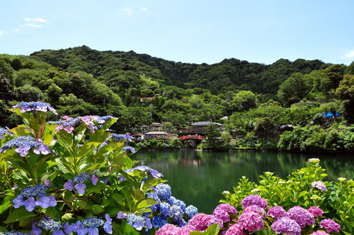 Обои на рабочий стол Сиреневая и розовая гортензии у пруда на фоне зеленых холмов, Japan / Япония