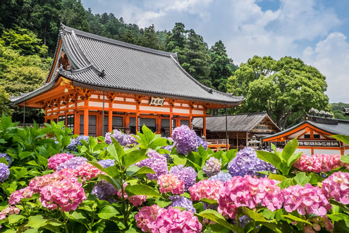 Обои на рабочий стол Сиреневая и розовая гортензии возле храма, Japan / Япония
