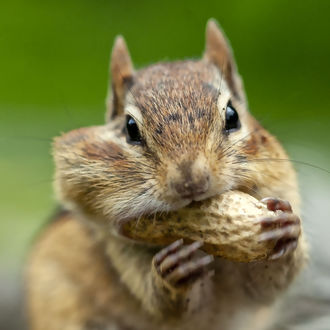 Обои на рабочий стол Белка с желудем в лапках, фотограф Andre Villeneuve