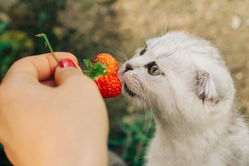 Обои на рабочий стол В руке девушки клубника, которую она держит перед мордочкой кошки, фотограф Elvira Zakharova