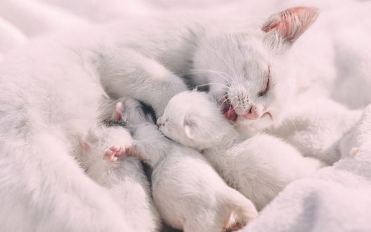 Обои на рабочий стол Белая кошка с котятами