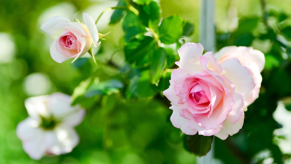 Обои для рабочего стола Бело-розовые розы в каплях воды