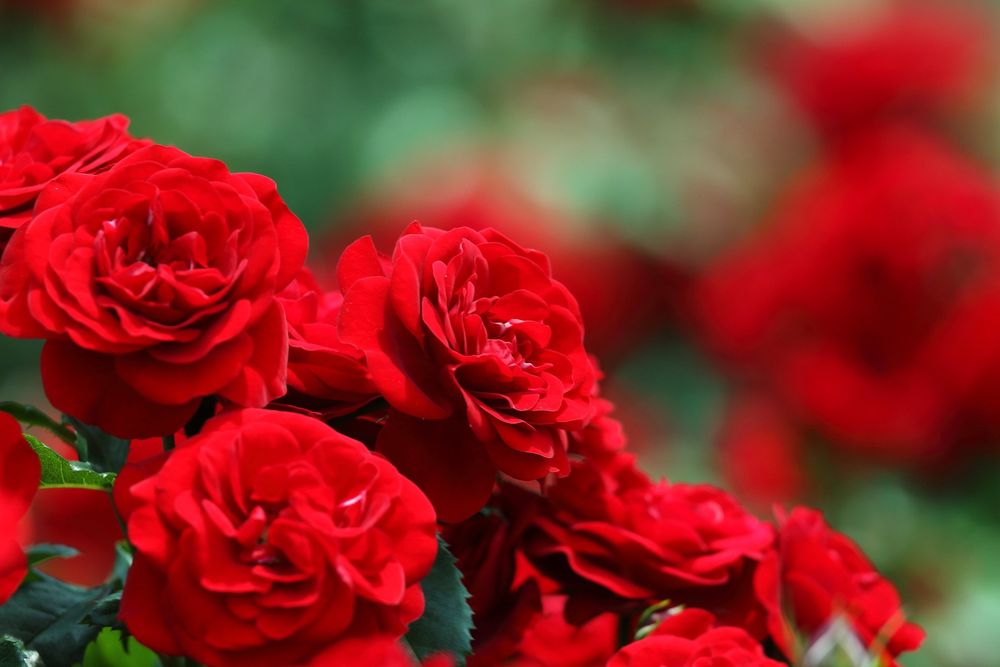 Обои для рабочего стола Красные розы на размытом фоне, by Yumi