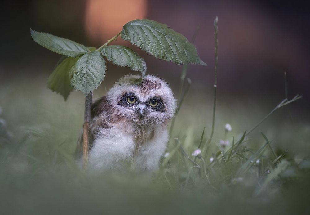 Обои для рабочего стола Сова сидит под листочками, by Tanja Brandt