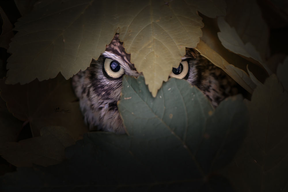 Обои для рабочего стола Сова спряталась за листьями, by Tanja Brandt