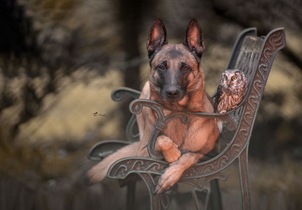 Обои для рабочего стола Сова и собака породы овчарка на лавочке, by Tanja Brandt