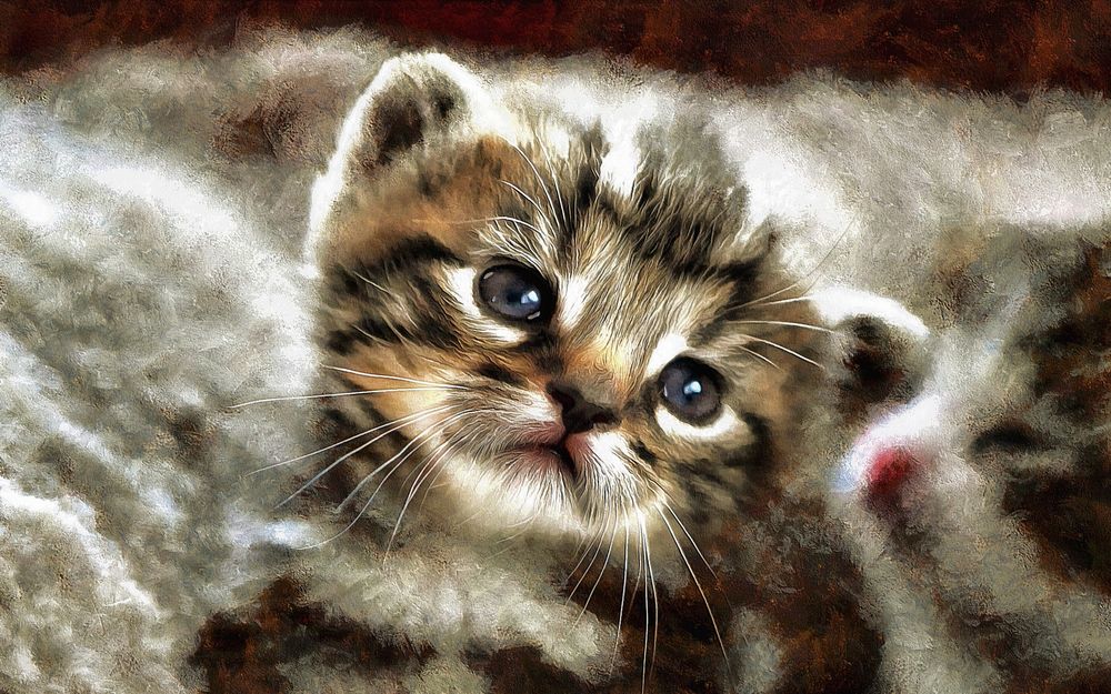 Обои для рабочего стола Милый голубоглазый котенок, by montag451