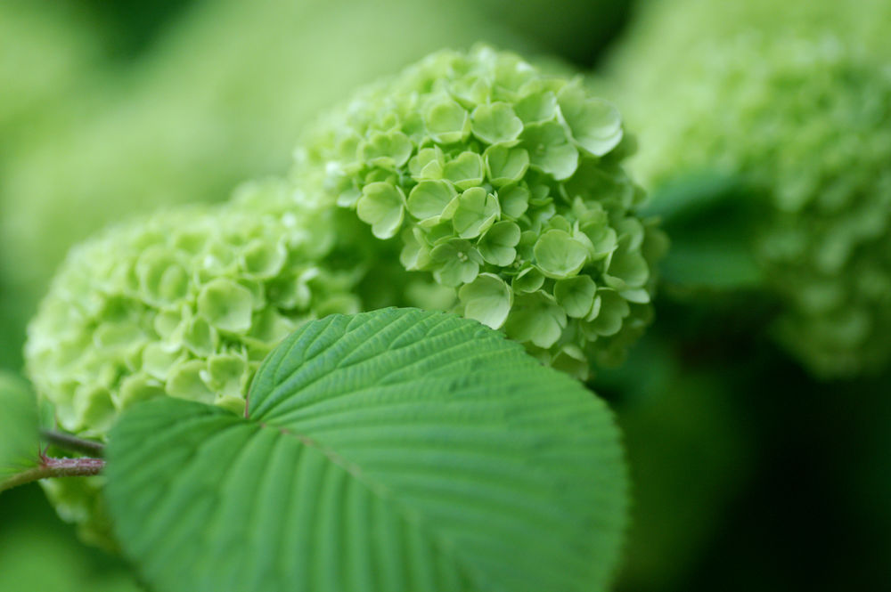 Обои для рабочего стола Зеленая гортензия на размытом фоне