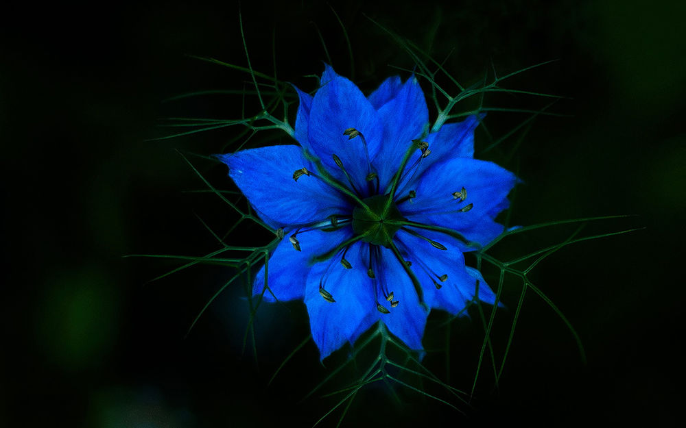 Набор подарочный 2 шт. Весенний Синий цветок
