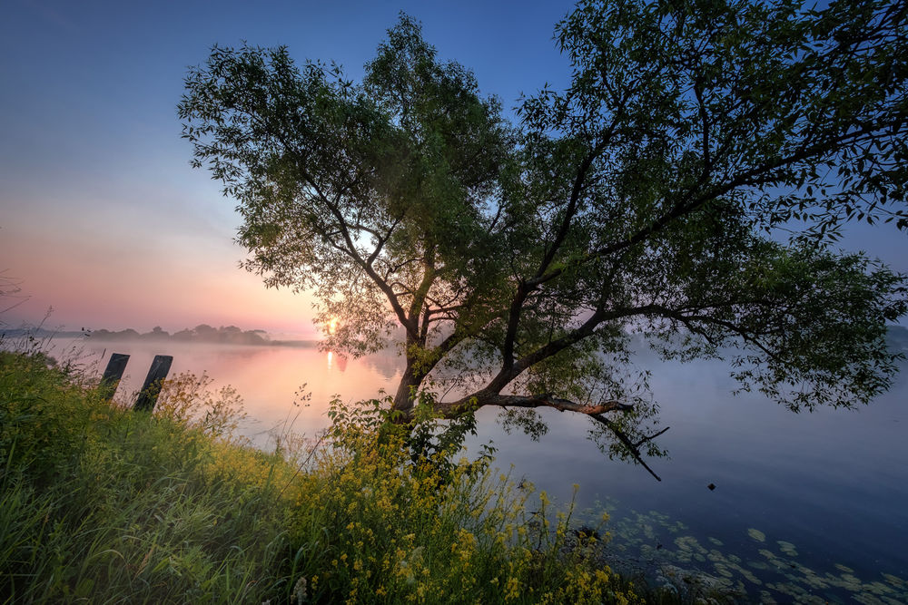 Обои для рабочего стола Дерево склонилось на рекой в свете утреннего солнца, фотограф Андрей Чиж