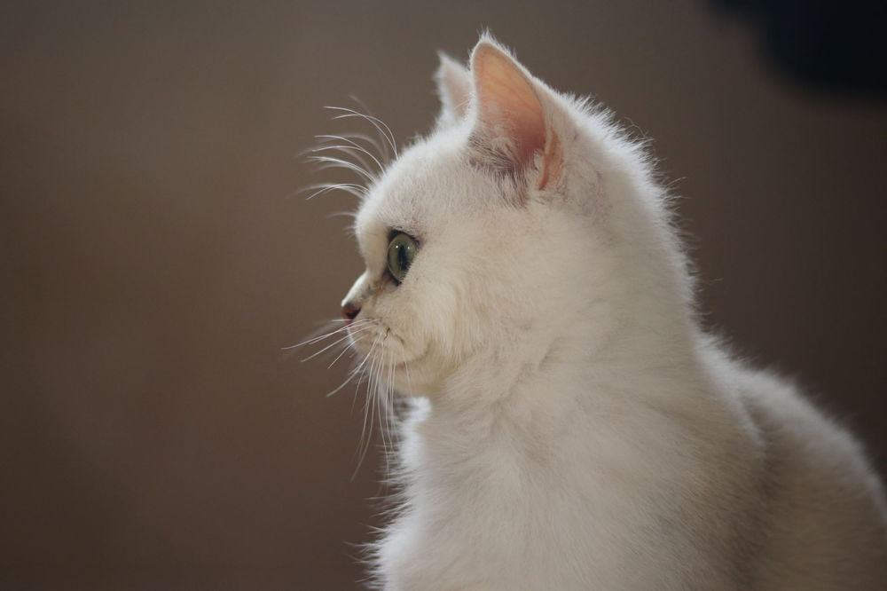 Кошка серо белая нарисовать