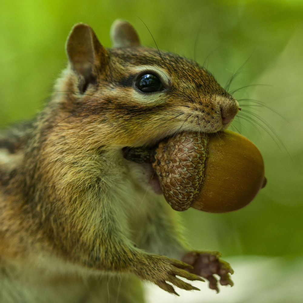 Обои для рабочего стола Белка с желудем, фотограф Andre Villeneuve