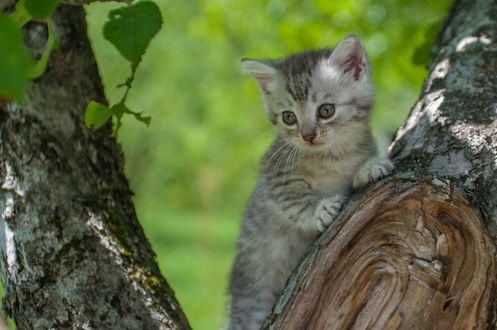 Обои на рабочий стол Котенок на дереве
