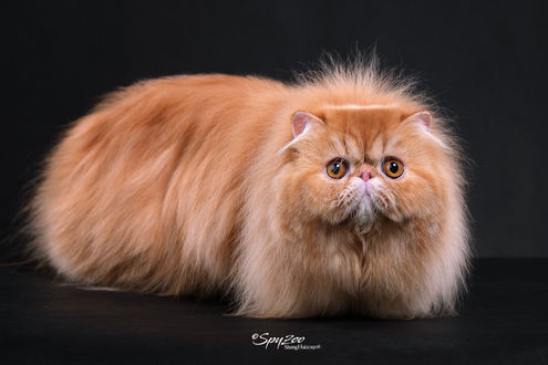 Обои на рабочий стол Персидский рыжий кот. Фотограф spyzoo