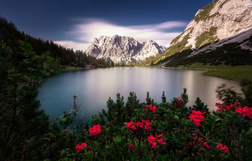 Обои на рабочий стол Озеро Seebensee / Зеебен в окружении гор и леса, на первом плане розовые цветы, Austria, фотограф Stefan Klauke