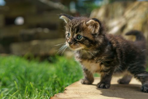 Обои на рабочий стол Полосатый котенок на размытом фоне
