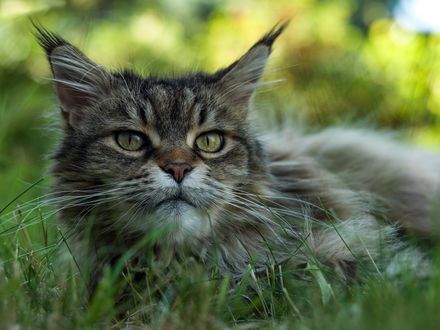Обои на рабочий стол Серая кошка в траве, фотограф Peter Kоnig