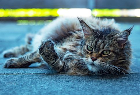 Обои на рабочий стол Серая кошка лежит на асфальте, фотограф Peter Kоnig