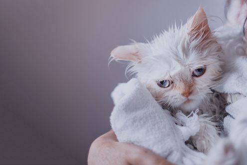 Обои на рабочий стол Гималайская кошка, завернутая в полотенце