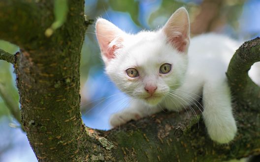 Обои на рабочий стол Белый котенок на дереве