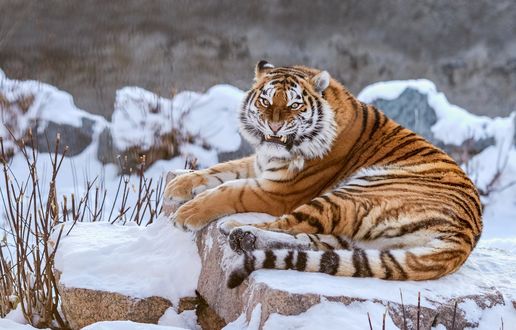 Заставка на рабочий стол оскал