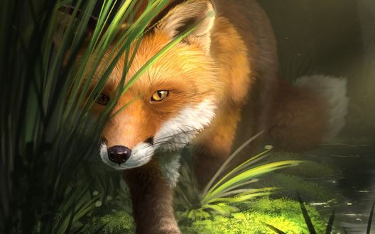 Обои на рабочий стол Рыжая лиса за травой, by Atropicus