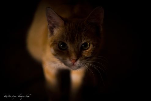 Обои на рабочий стол Рыжая кошка на черном фоне, by Kostiantyn Skripachuk