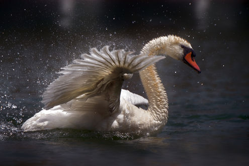 Обои на рабочий стол Лебедь на воде, by Robert Didierjean