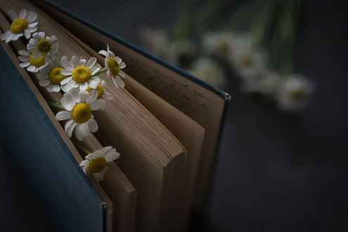 Обои на рабочий стол Ромашки на книге. Фотограф Julie Jablonski