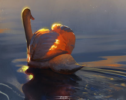Обои на рабочий стол Лебедь на воде, by Trung Bui
