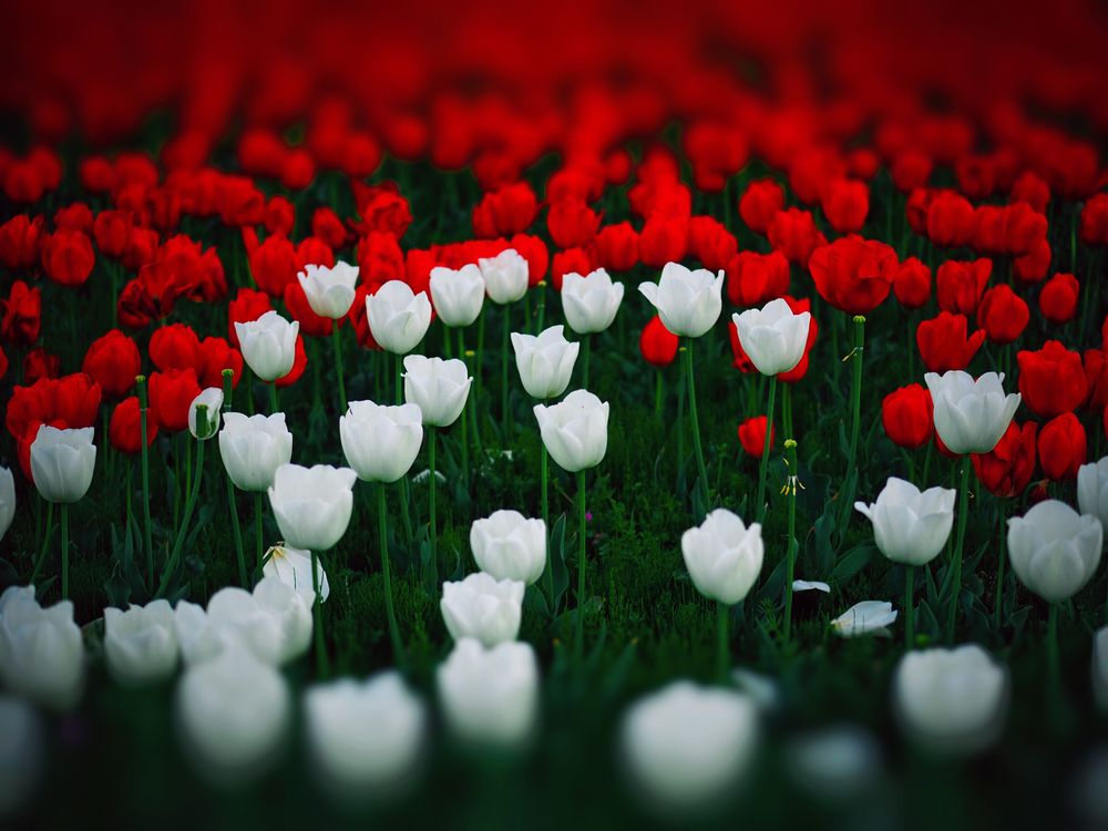 Обои для рабочего стола Цветущие красные и белые тюльпаны весной
