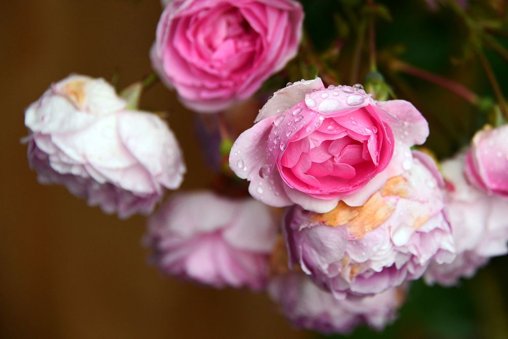 Обои для рабочего стола Бело-розовые розы в каплях воды