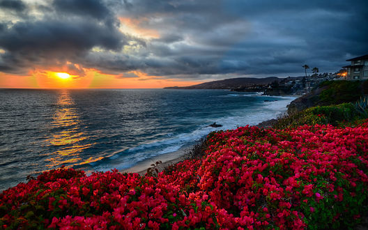 Цветущее Море Фото