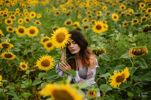 Обои на рабочий стол Модель Алина стоит среди подсолнухов. Фотограф Ульяна Мизинова