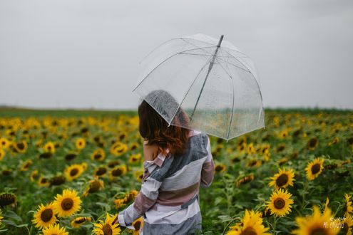 Обои на рабочий стол Модель Алина с зонтом стоит среди подсолнухов. Фотограф Ульяна Мизинова