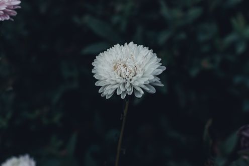 Обои на рабочий стол Белая хризантема, by Irina Iriser