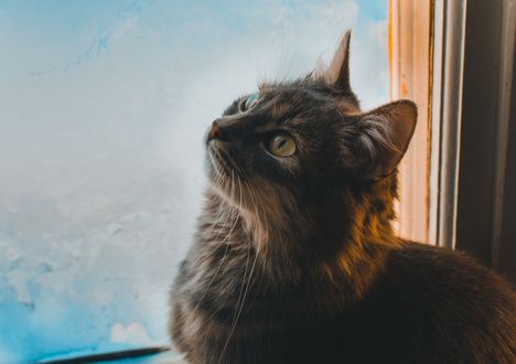 Обои на рабочий стол Кошка сидит у окна и смотрит вверх, by Irina Iriser