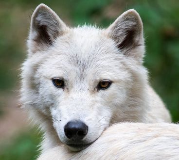 White wolf казань. Фотограф волки. Белый волк птичка фото. Волка белый налив. White Wolf of great Britain.