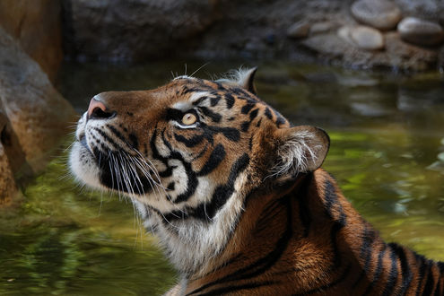 Обои на рабочий стол Суматранский тигр, San Diego Zoo Safari Park - Escondido, California / Сафари-парк зоопарка Сан-Диего - Эскондидо, Калифорния, by Elena Mavros