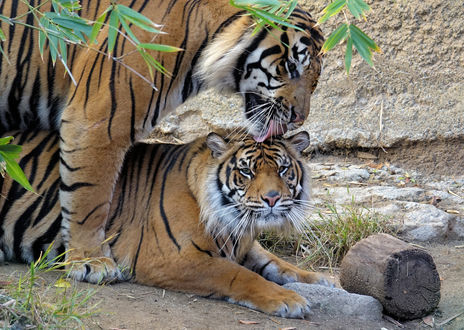 Обои на рабочий стол Пара суматранских тигров, Los Angeles Zoo - Los Angeles, California / Лос-анджелесский зоопарк - Лос-Анджелес, Калифорния, by Elena Mavros