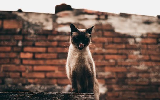 Обои на рабочий стол Сиамская кошка с высунутым языком, by Pedro Dutra