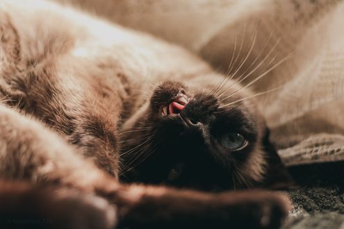 Обои на рабочий стол Сиамская кошка смотрит на нас вверх ногами, by Pedro Dutra