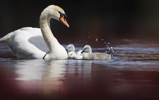 Обои на рабочий стол Лебедь с птенцами на воде, by PaulaDarwinkel