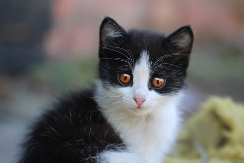 Обои на рабочий стол Котенок на размытом фоне