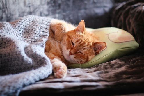 Обои на рабочий стол Рыжий с белым котенок, засыпающий на подушке