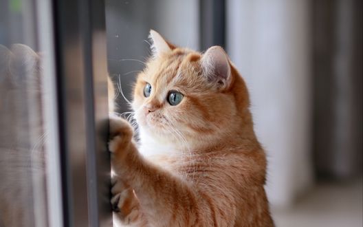 Обои на рабочий стол Рыжая кошка у окна